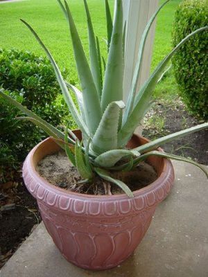 aloe vera