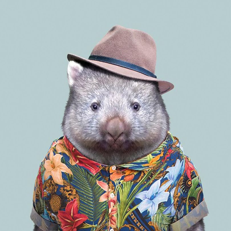 Zoo-Portraits_Wombat.jpg