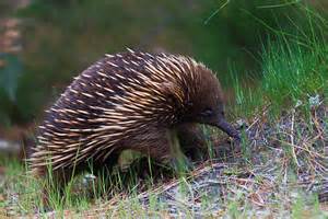 echidna.jpg