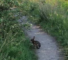 Bunniekins_2-1777403081400.jpeg