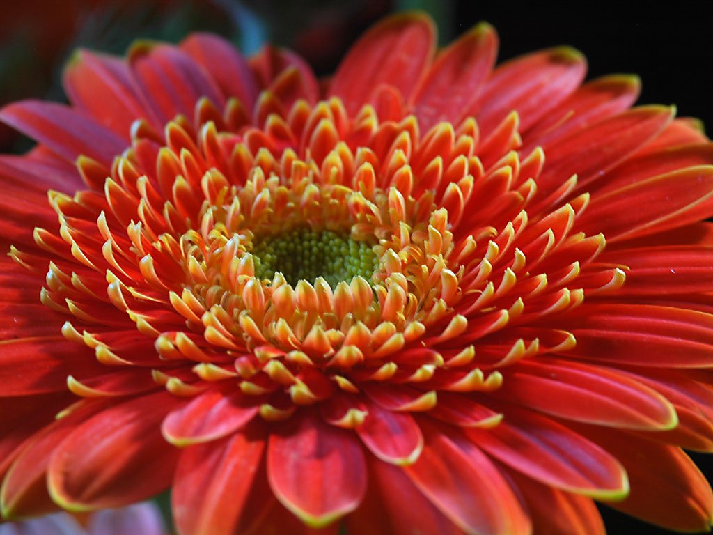 fg1-29-gerbera-2.jpg