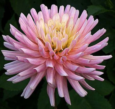 pink dahlia