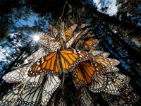 monarch-butterflies.jpg