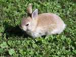 640px-Rabbit_small.JPG