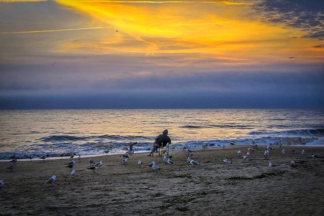 sunrise with birds.jpg