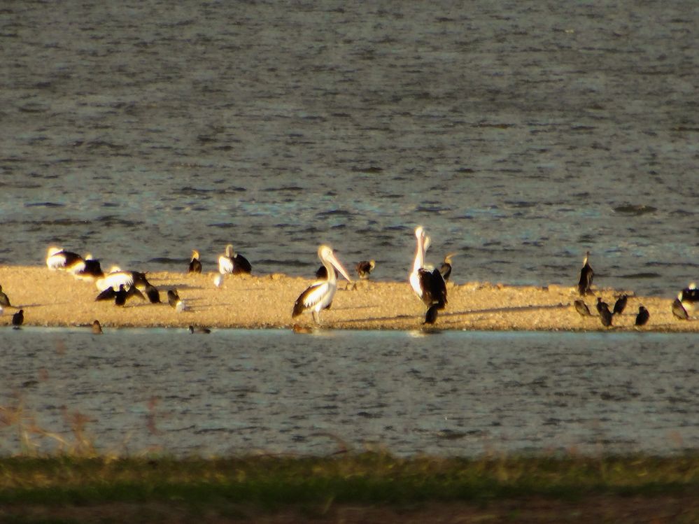 Pelicans on their Island.