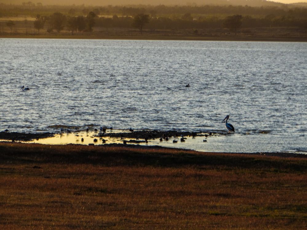 Pelican on waters edge.