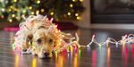 o-SAD-CHRISTMAS-DOG-facebook.jpg