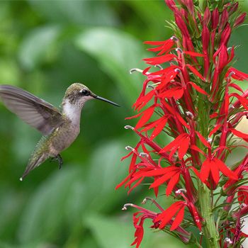 Lobelia cardinalis. Am wondering if our local nectar feeding birds will like it, since we don't get hummingbirds here. :)