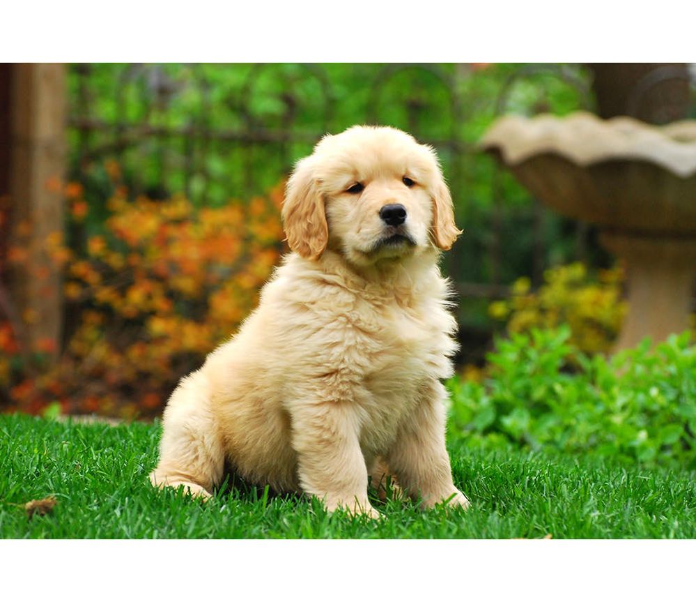 Golden retriever puppy.jpg