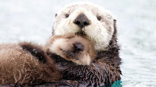 Otter hug1.jpg