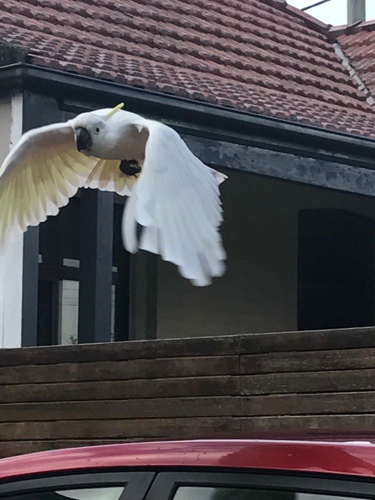 cockatoo.jpg