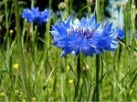 Profile (Cornflower2000)