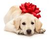 christmaspuppy-400x318.jpg