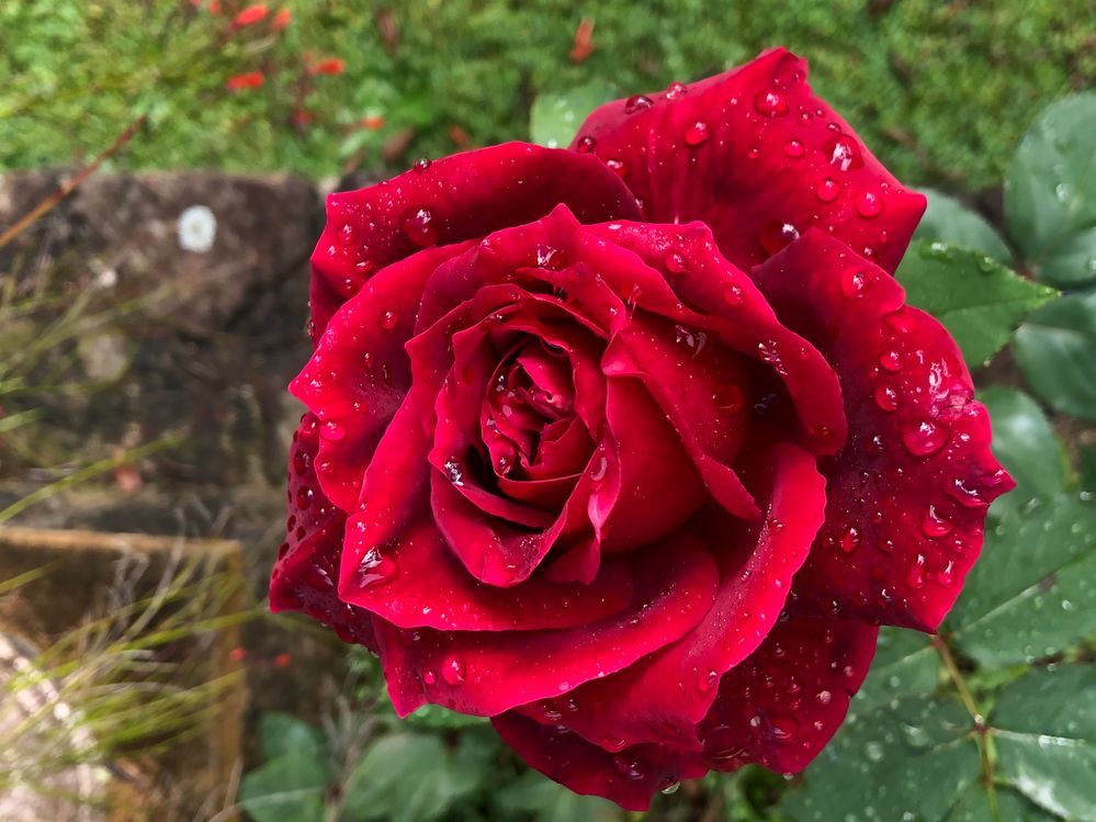 A rose from my garden to wish all Mothers a peace filled day. Our love strength patience and hope is a beautiful thing xx