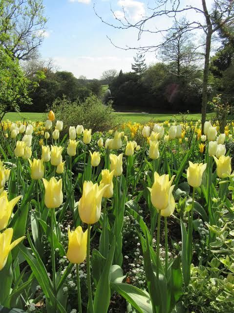 field of yellow tulips.jpg