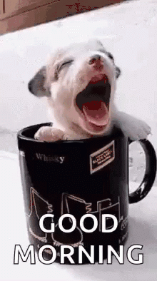 puppy-cup.gif