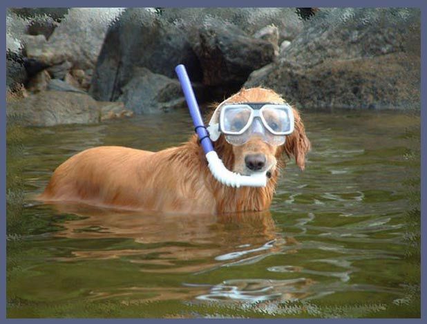 snorking pup.jpg