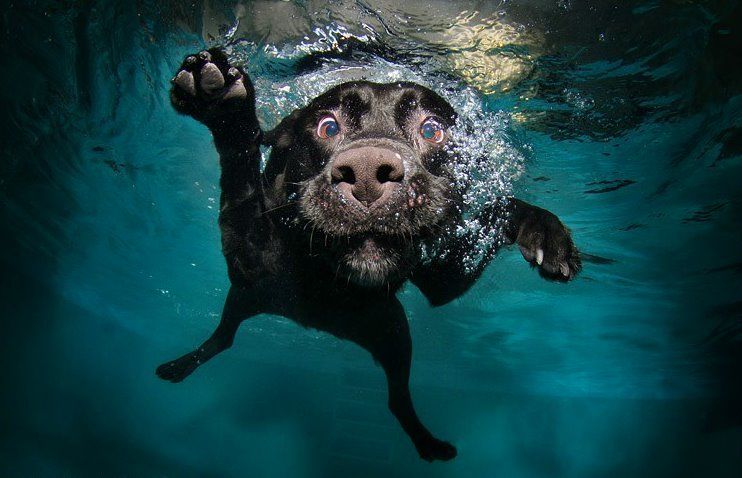 Underwater dog.jpg