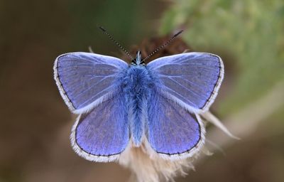 common blue butterfly