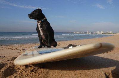 dogsurf